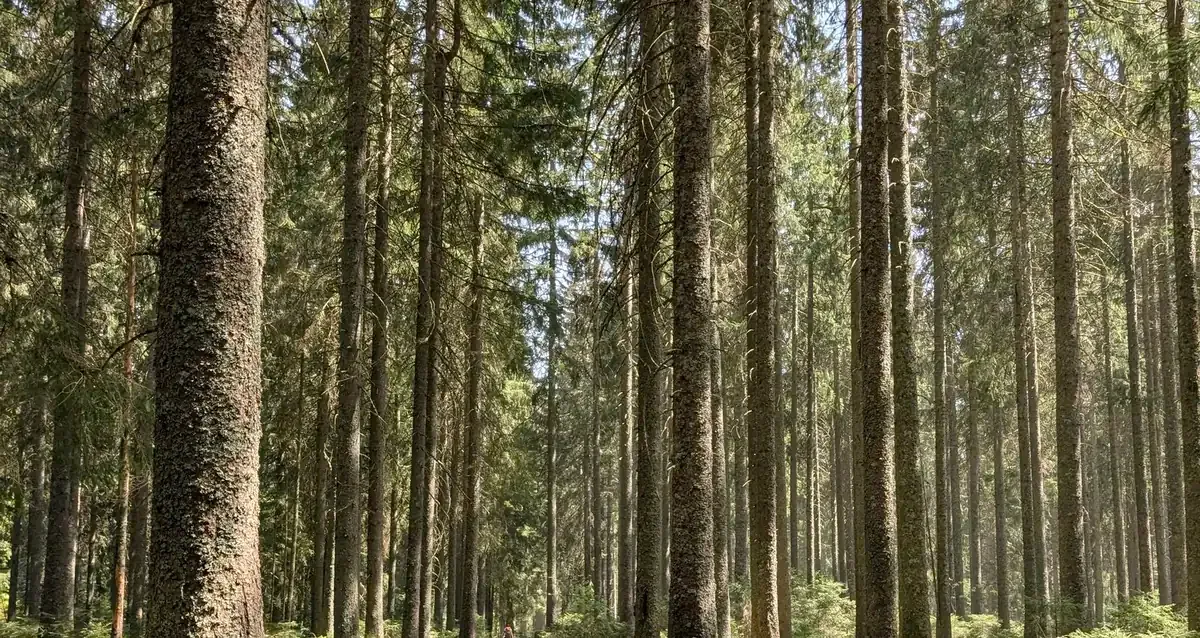 Tall pine trees in a quiet, sunlit forest